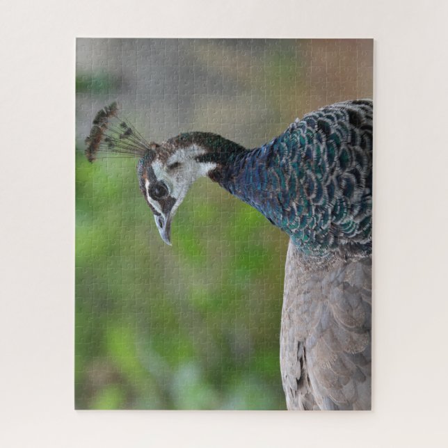 Peafowl quebra-cabeça (Vertical)