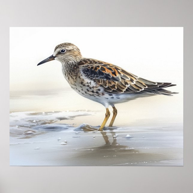 Pectoral Sandpiper Bird Art Impressão (Frente)