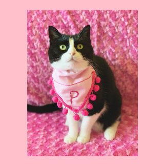 Pega o cartão postal cor-de-rosa Tuxedo