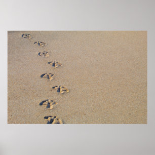 Pegadas de gaivota no poster de areia