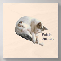 PEGUE O GATO E O COLO DELA