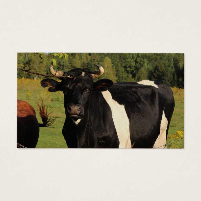 Pegue o Touro pelos Cornos (Frente)