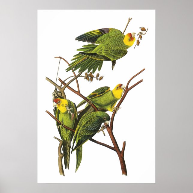 Peito de John Audubon - Poster (Frente)