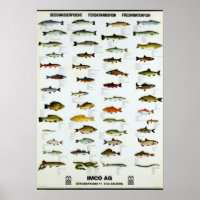 Peixe água fresca Vintage Repro. Impressão