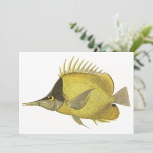 Peixe Amarelo Tropical Chelmon Longirostris, Vinta