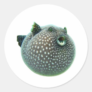 Peixe-Bola Manchado Divertido Adesivo - Peixe-Bola