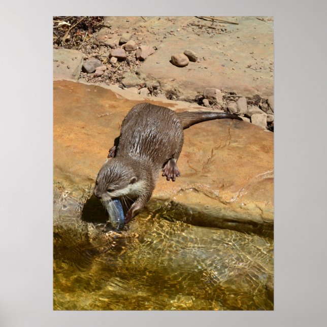 Peixe Comendo Outra Por Pond, Poster (Frente)