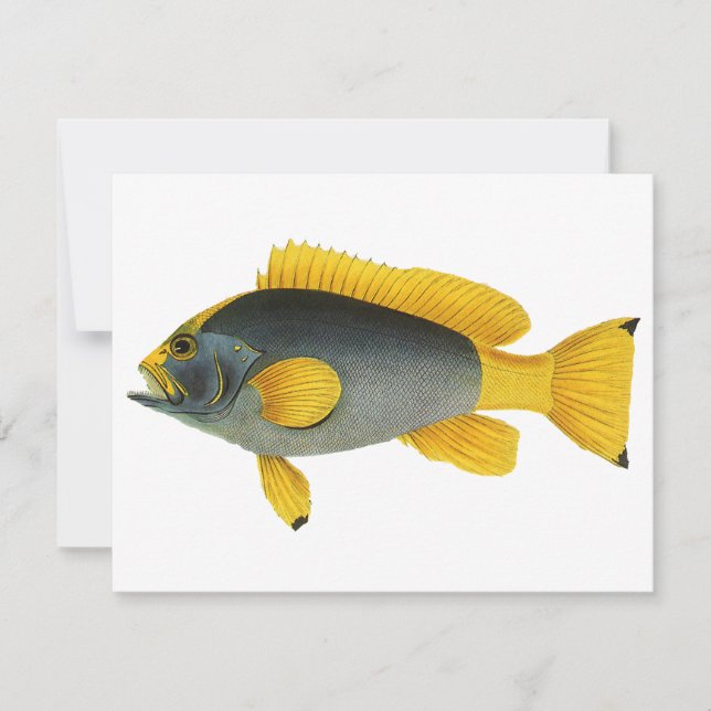 Peixe Garoupa Amarelo e Azul, Vida Marinha Vintage (Frente)