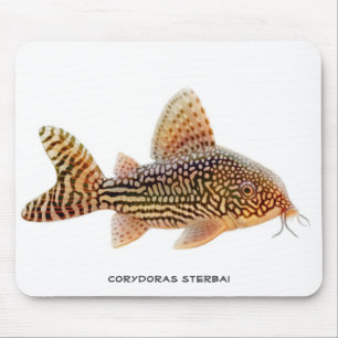 Peixe-gato Mousepad de Corydoras Sterbai
