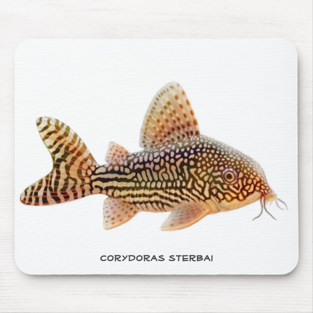 Peixe-gato Mousepad de Corydoras Sterbai (Frente)