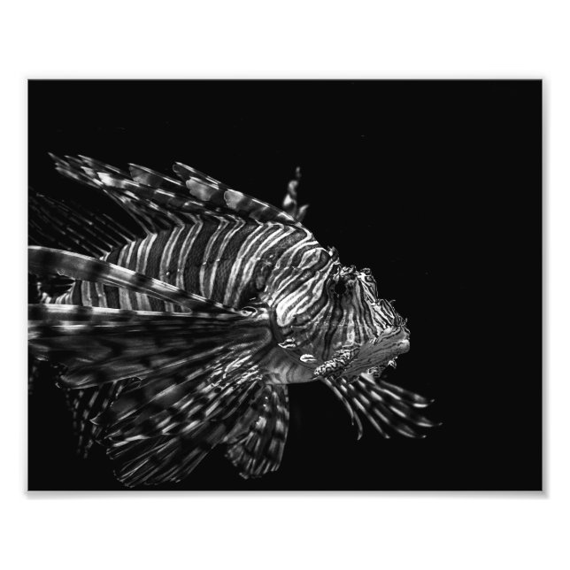 Peixe-leão – Impressão de Foto (Frente)