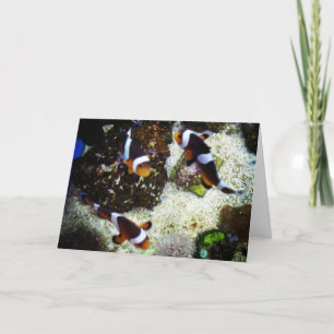 "Peixe-Palhaço" Consiga Bem Cartão