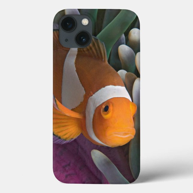 Peixe-palhaço-ocidental (Verso)