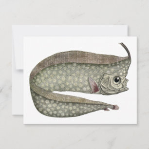 Peixe Regaleco, Vida Marinha Aquática Vintage