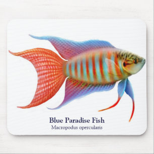 Peixes azuis Mousepad do paraíso