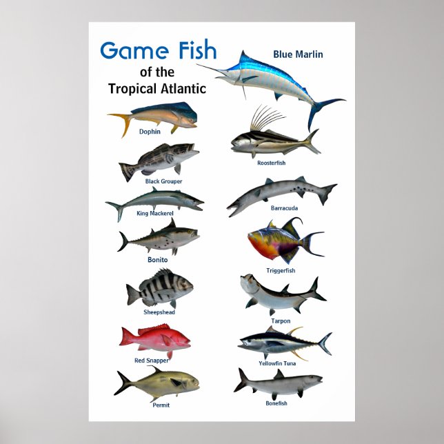 Peixes de caça do oceano Atlântico Tropical Poster (Frente)