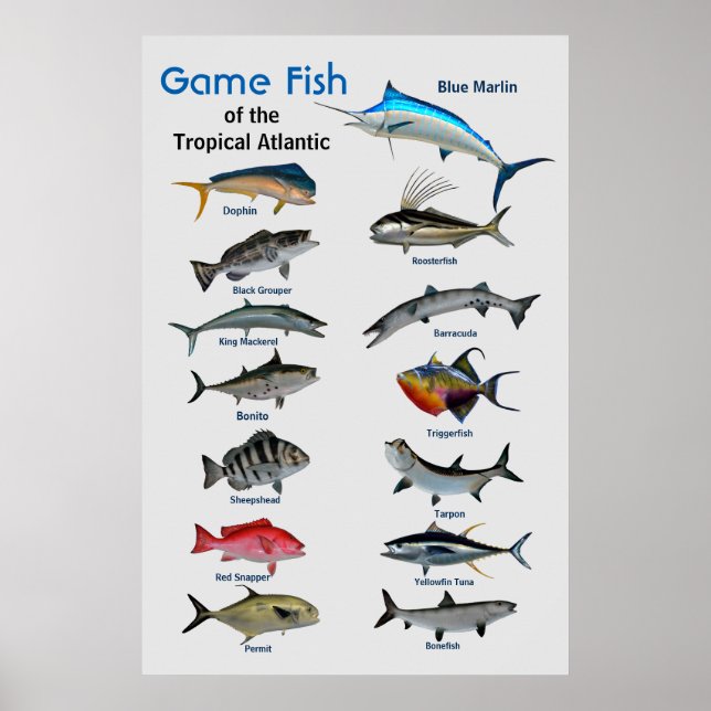 Peixes de caça do oceano Atlântico Tropical Poster (Frente)