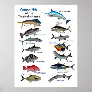 Peixes de Jogo do poster do Atlântico Tropical