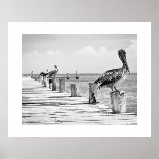 Pelanes Poster (Frente)