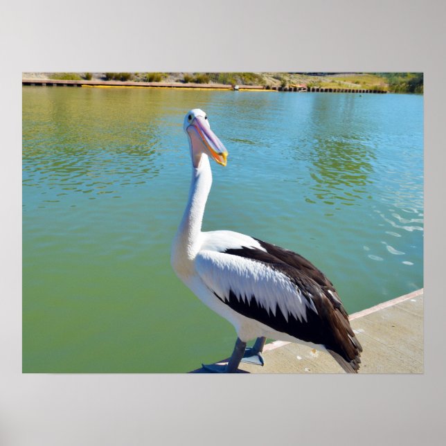 Pelican Back Chat, Poster de Muro (Frente)