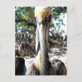 Pelican Bird Sanctuary Key Largo, cartão postal da