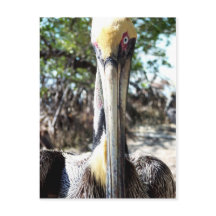 Pelican Bird Sanctuary Key Largo, cartão postal da