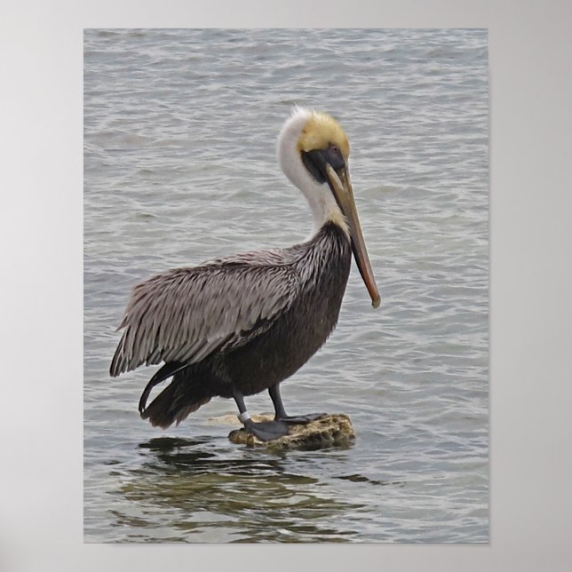 Pelican on A Rock Poster (Frente)