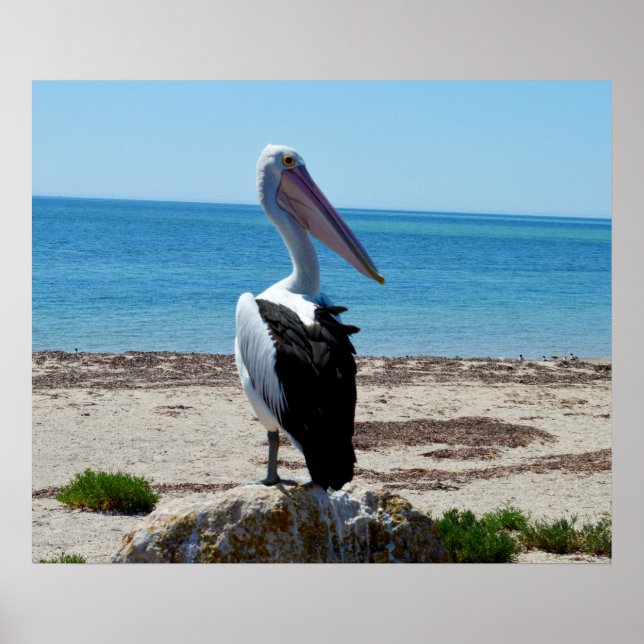 Pelican On Beach Rocks, Poster (Frente)
