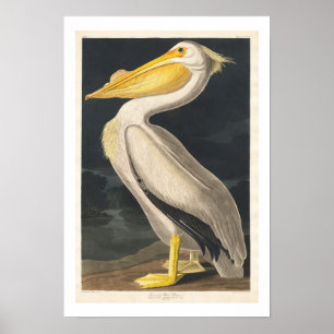 Pelicano branco americano por Poster de Audubon