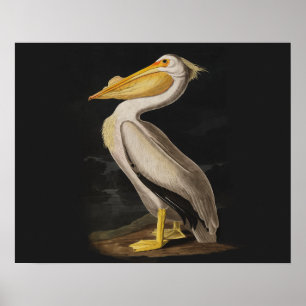 Pelicano Branco de Audubon Impressão Vintage de Pá