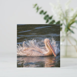 Pelicano em Movimento