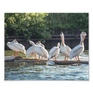 Pelicanos brancos em um Impressão de fotografia em