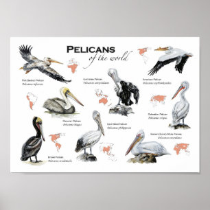 pelicanos do mundo poster