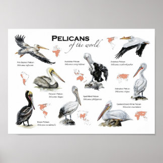 pelicanos do mundo poster