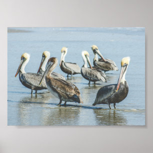 Pelicanos em uma Impressão de Poster da Florida B