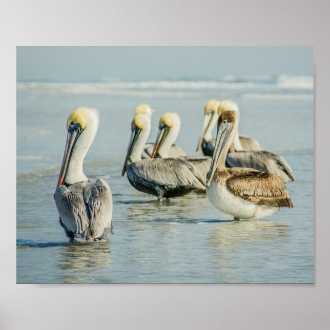 Pelicanos em uma Impressão de Poster da Florida Be (Frente)