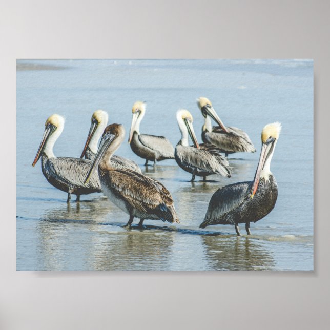 Pelicanos em uma Impressão de Poster da Florida Be (Frente)