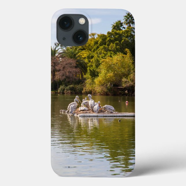 Pelicanos no lago no zoológico de Phoenix (Verso)