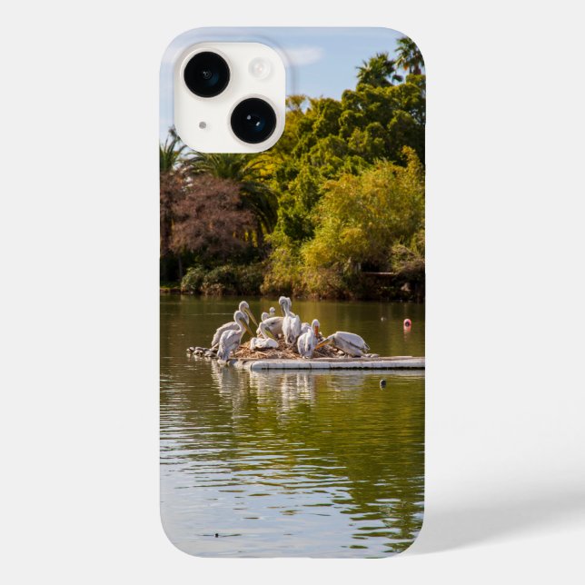 Pelicanos no lago no zoológico de Phoenix (Verso)