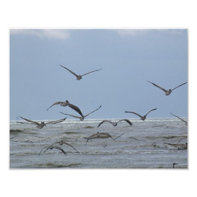 Pelicanos sobre a Foto do oceano (Frente)