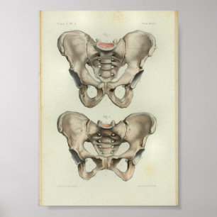 Pelve 1844 do impressão da anatomia do vintage