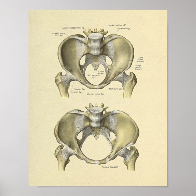 Pelvis Lumbar Joint Anatomy Bones Impressão (Frente)