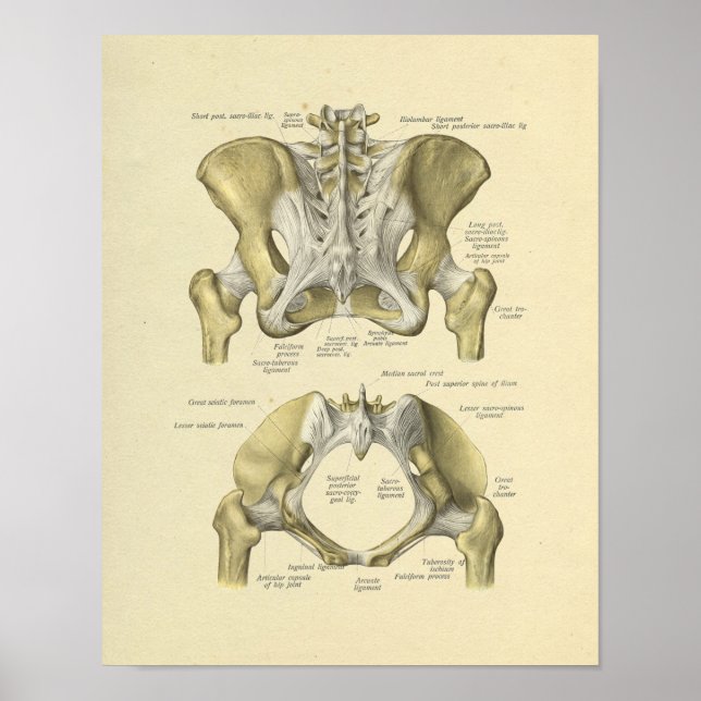 Pelvis Lumbar Joint Anatomy Bones Impressão (Frente)