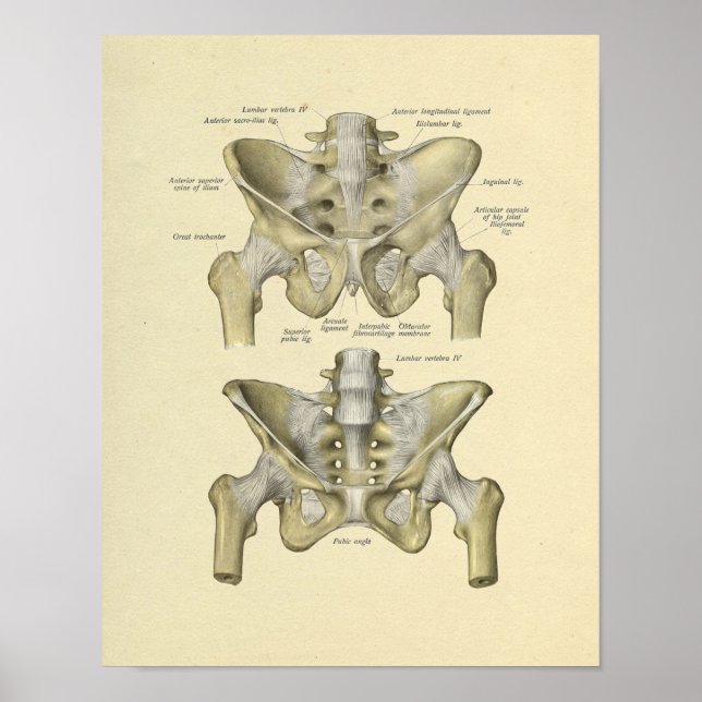 Pelvis Lumbar Joint Anatomy Bones Impressão (Frente)