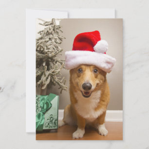 Pembroke Welsh Corgi, branco e vermelho,