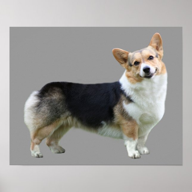 Pembroke Welsh Corgi Impressão (Frente)