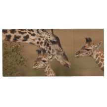 Girafa Masai (Giraffa tippelskirchi)
