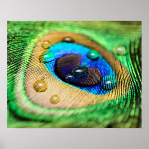 Pena macro abstrata do pavão com poster das gotas