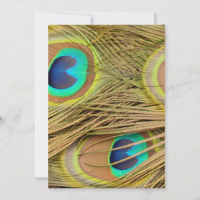 Penas de Peacock (Frente)