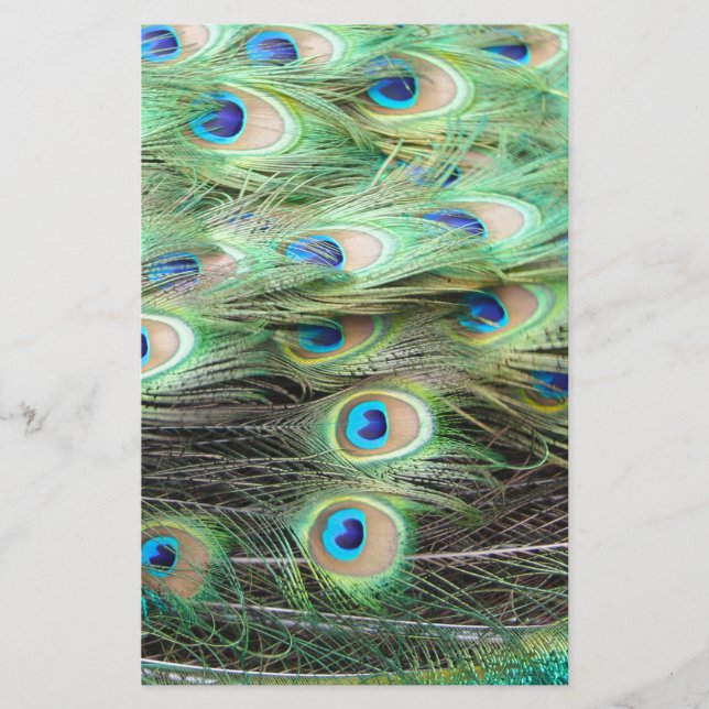 Penas de Peacock (Frente)